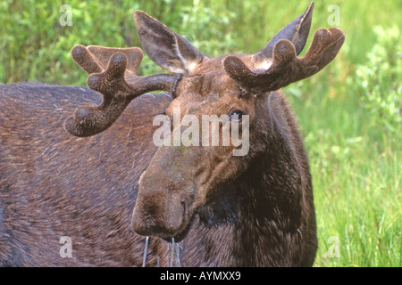 Moose (Alces alces), bull in velvet, portrait Stock Photo