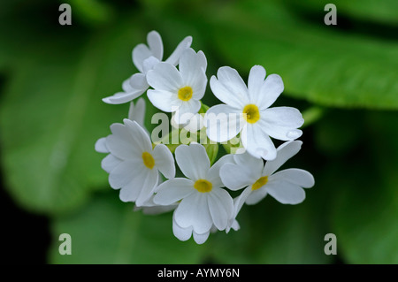 Primula denticulata var alba drumstick primrose white flower closeup close up macro Stock Photo