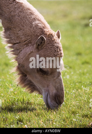 Bactrian camel grazing,England,UK Stock Photo