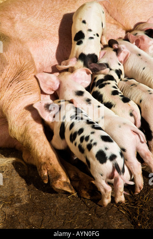 Gloucester Old Spot piglets suckling,England,UK Stock Photo
