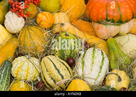 Multicolour multicolor pumpkins Stock Photo
