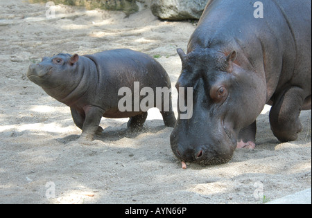 Female Hippopotamus (Hippopotamus amphibius) with its baby at Prague Zoo, Czech Republic