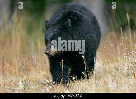 Black bear walking through dry grass in Yellowstone National Park, Wyoming, USA. Stock Photo