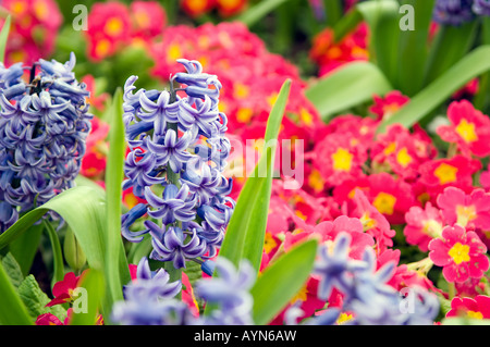 The first bulbs of spring showing Blue Hyacinths with colourful red Pansy violets in the background Stock Photo