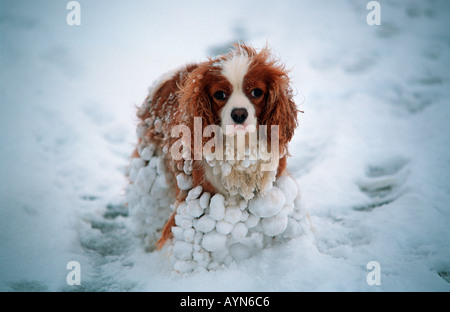 "King Charles" Cavalier spaniel outside in winter and covered in snow balls Stock Photo