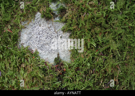 Lichen (Porpidia albocaerulescens) and moss compete for space on a rock substrate. Stock Photo