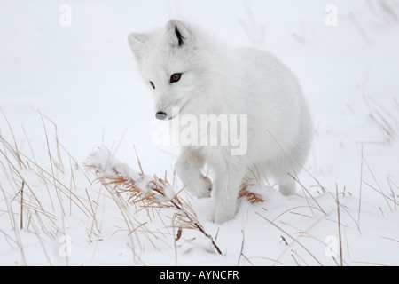An alert arctic fox on the prowl hunts for lemmings in the snow on the arctic tundra during winter in Churchill, Manitoba, Quebec. Stock Photo