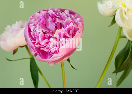 Close-up of peonies Stock Photo