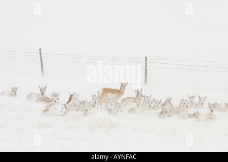 Pronghorn antelope in blizzard Stock Photo