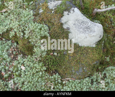 Lichen (Porpidia albocaerulescens) and mosses compete for space on a rock substrate. Stock Photo