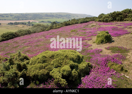 Flowering Heather on Headon Warren Alum Bay Totland Isle of Wight Stock Photo