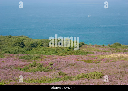 Flowering Heather on Headon Warren Alum Bay Totland Isle of Wight Stock Photo