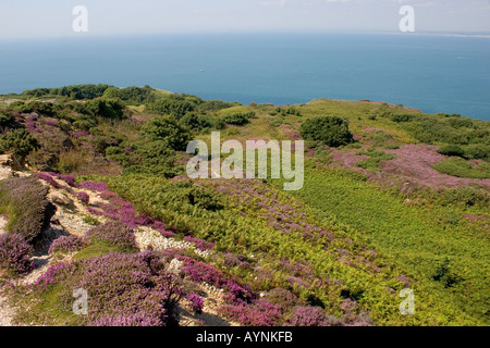 Flowering Heather on Headon Warren Alum Bay Totland Isle of Wight Stock Photo