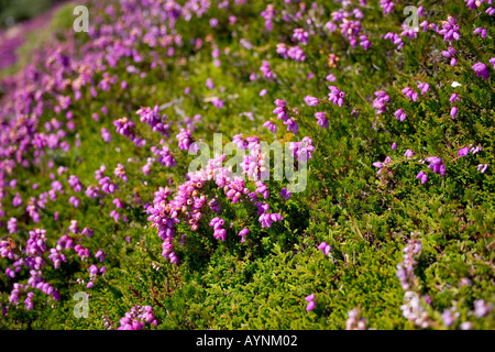 Flowering Heather on Headon Warren Alum Bay Totland Isle of Wight Stock Photo