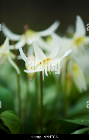 Erythronium californicum White Beauty. Fawn lily 'White Beauty'. Evenley Wood Gardens, Northamptonshire, England Stock Photo