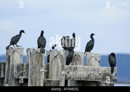 Gathering of Double Crested Cormorants (Phalacrocorax carbo) gathering by Sidney beach waterfront Vancouver Island BC Stock Photo