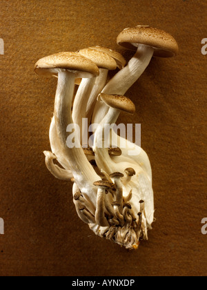 Raw  fresh organic Hon-Shimeji mushrooms Stock Photo