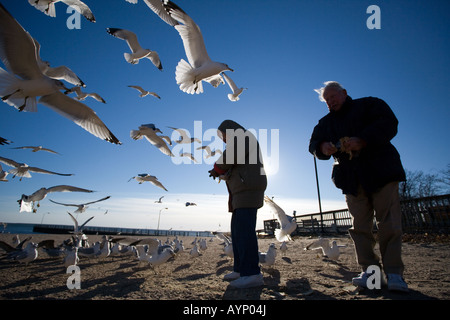 A senior citizen couple feeds Seagulls along the beach in West Haven Connecticut as part of their daily walk Stock Photo