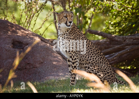 Camouflage Cheetah Stock Photo