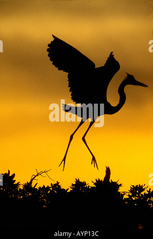 Great blue heron at sunset Stock Photo
