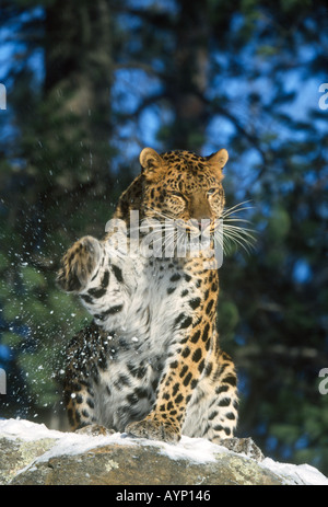 Amur leopard shaking snow off paw Stock Photo