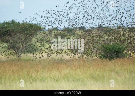 A huge flock of red-billed quelea swarming in the grasslands of southern Africa Stock Photo