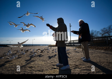 A senior citizen couple feeds Seagulls along the beach in West Haven Connecticut as part of their daily walk Stock Photo