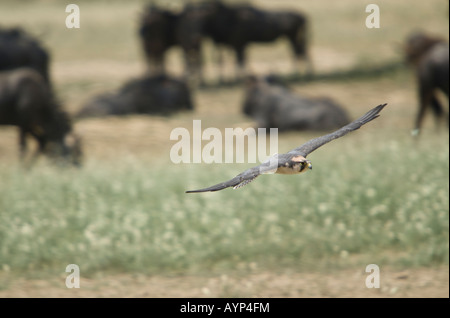 A lanner falcon in flight with blue wildebeest in the background Stock Photo