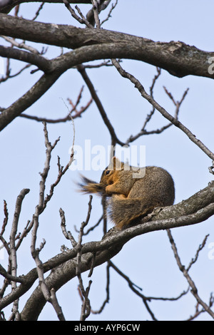 A squirrel playing with her tail on tree hi-res Stock Photo