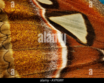 Extreme close up of the patterns of an Emperor  moths wing Stock Photo