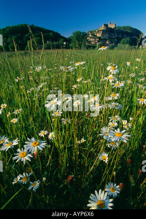 daisies in a field with the chateau of Beynac et Cazerac beyond Dordogne Valley Perigord France Stock Photo