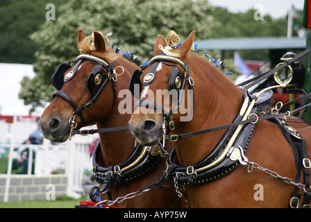 Two Suffolk Punch pulling a carriage Stock Photo