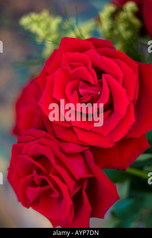 Red roses flowers on blurred blurry blur background nobody overhead from above closeup color colour objects concept vertical hi-res Stock Photo