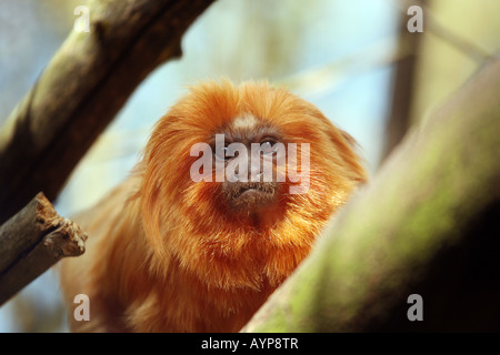 Golden Lion Tamarin (Leontopithecus rosalia) Stock Photo