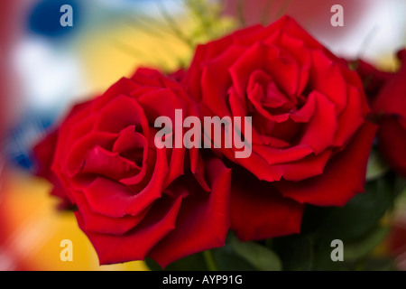 Red roses flowers on blurred blurry blur background nobody overhead from above closeup color colour objects concept horizontal nobody hi-res Stock Photo