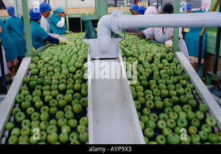 SOUTH AFRICA Western Cape Elgin Agriculture Fruit Farming Two a Day apple sorting plant conveyor belt with workers Stock Photo