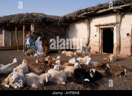 ERITREA Horn Of Africa Seraye Province Sheep farmer and family outside remote thatch village home with small flock in foreground Stock Photo