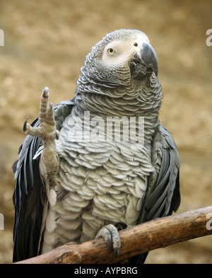 An African Grey parrot saying 'Hello' Stock Photo