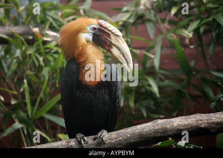 Wreathed Hornbill (Aceros undulatus ) Stock Photo