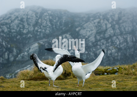 Wandering Albatross displaying (Diomedea exulans) Bird Island, December 2005, South Georgia Island sub-Antarctic Stock Photo