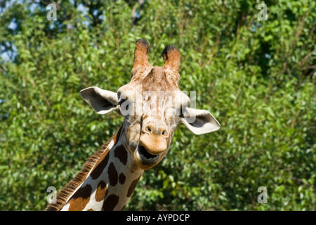 Funny Giraffe Stock Photo