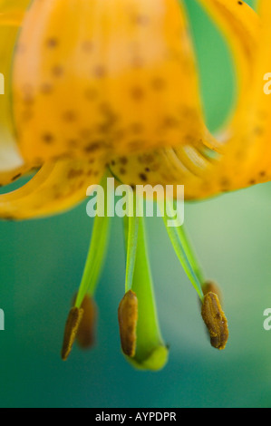 Columbia Lily (Lilium columbianum) small flowered tiger lily, bloom in Cascade Mountain range, Washington Stock Photo