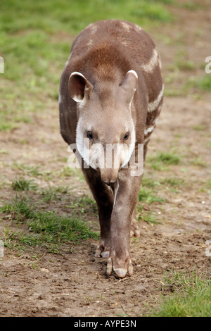 Young immature Brazilian, or Lowland  Tapir, (Tapirus terrestris) Stock Photo