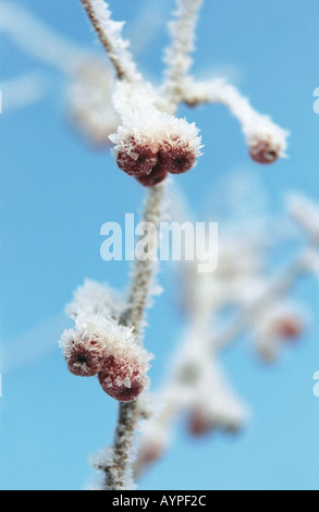 Crab apple covered with snow and hoarfrost Altai Siberia Russia Stock Photo