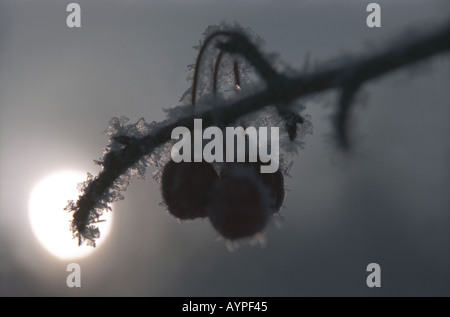 Crab apple covered with snow and hoarfrost Altai Siberia Russia Stock Photo