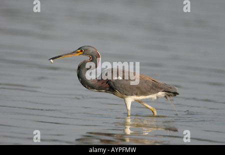 A tri-colored heron wades through a lagoon on Fort De Soto, Florida, after catching a fish for breakfast. Stock Photo