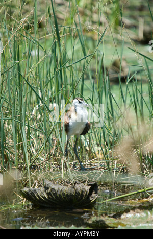 A juvenile African jacana walking in the reeds next to a waterhole Stock Photo