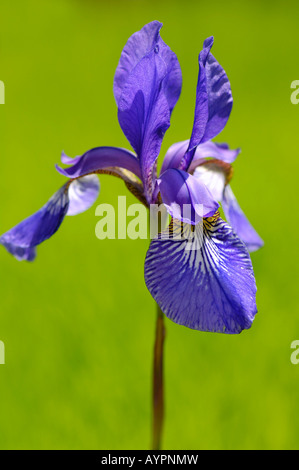 Siberian Iris (Iris sibirica) Stock Photo