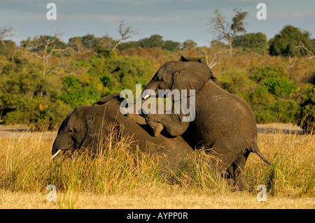 Savanna or African Bush Elephants (Loxodonta africana) playing, Chobe National Park, Botswana, Africa Stock Photo