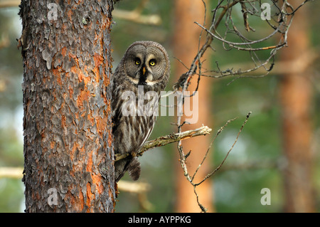 Great Grey Owl or Lapland Owl (Strix nebulosa), female perched on a branch, Dalarna, Sweden, Scandinavia Stock Photo